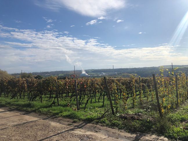 La centrale nucléaire de Neckarwestheim 2 est entourée par des centaines d'hectares de vignes.