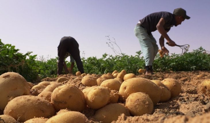 Récolte de pomme de terre en Algérie
