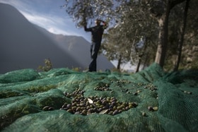 Au Tessin, la Suisse se redécouvre en terre d’oliviers