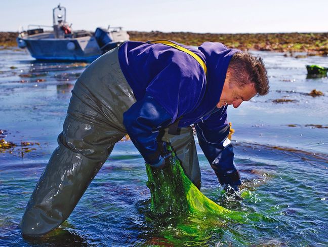 De plus en plus de goémoniers comme David Le Chelard travaillent à la cueillette d'algues en vue de les transformer en produits alimentaires.