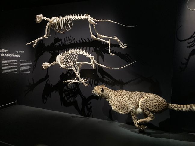 L'exposition "Félins" au Muséum national d'histoire naturelle est construite autour de 80 naturalisations et dix squelettes dynamiques comme ceux-ci.