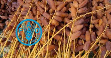 L’Algérie ne figure pas dans le top 3 mondial des pays producteurs de dattes (FAO)