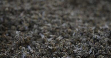 Marseille : Le mystère demeure autour du tas d’abeilles retrouvées mortes dans un parc