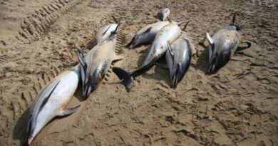 Nouvel échouage « massif » de dauphins victimes de la pêche sur la côte Atlantique