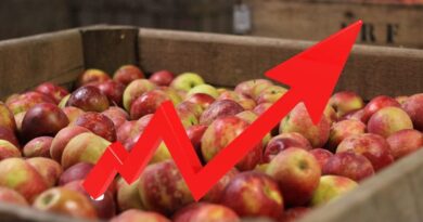 Prix des pommes produites en Algérie : l’APOCE dénonce la spéculation
