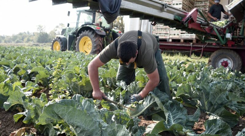 Sécheresse en Bretagne : Poids lourd du légume, la Sica a vu sa production dégringoler