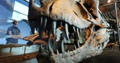 Un squelette complet de tyrannosaure vendu aux enchères en Suisse !