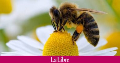 Un vaccin pour les abeilles créé aux États-Unis