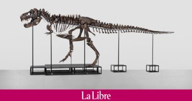 Vente aux enchères inédite en Suisse : combien pour un squelette de T-rex ?