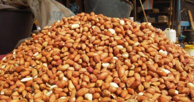 Aïd el Fitr 2023 : atteignant des records, le prix des cacahuètes dénoncé par l’APOCE