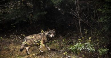 Biodiversité : A pas de loups, dans la Vienne et ailleurs, le grand prédateur recolonise la France
