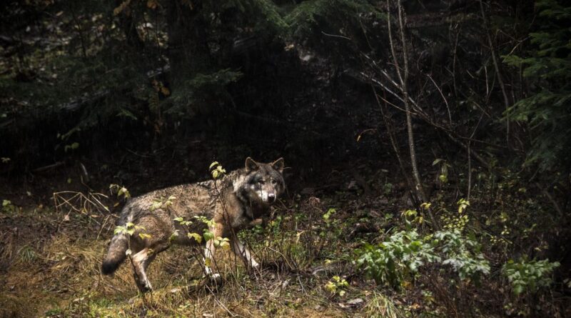 Biodiversité : A pas de loups, dans la Vienne et ailleurs, le grand prédateur recolonise la France