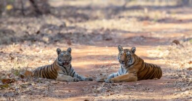 Biodiversité : Comment l’Inde a-t-elle réussi à faire repartir à la hausse sa population de tigres ?
