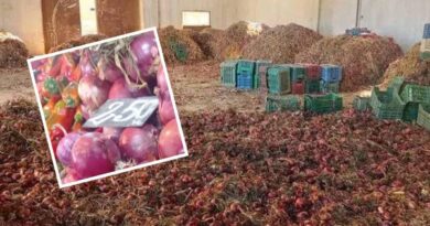 Boumerdes : 28 tonnes d’oignon rouge destinés à la spéculation saisis