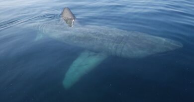 Bretagne : Ouvrez les yeux… Le géant requin-pèlerin est de retour