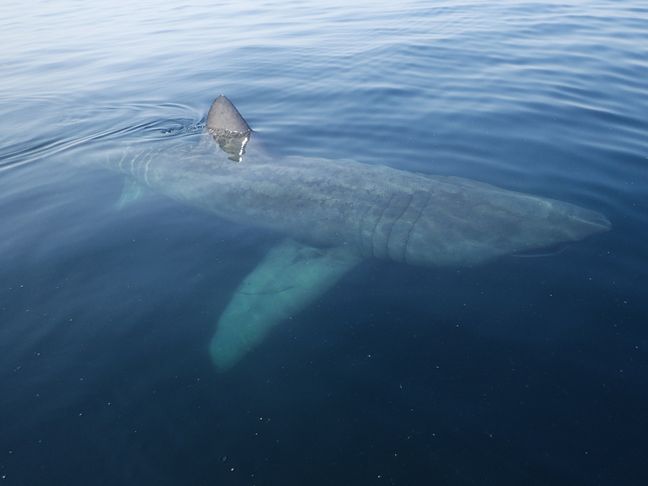 Le requin pèlerin peut mesurer jusqu'à 12 mètres de long et peser plus de 4 tonnes