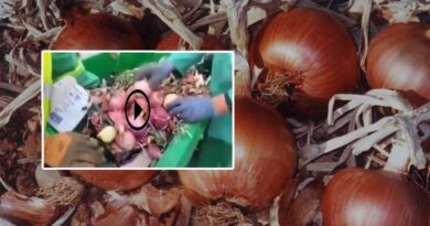 Cherté de l’oignon : grande quantité dans une poubelle, l’APOCE dénonce (vidéo)