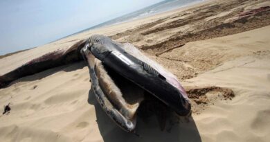Côtes-d’Armor : Un rorqual retrouvé mort sur une plage