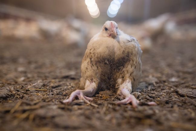 Un élevage de volailles de Sizun, dans le Finistère, a été épinglé par l'association L214 qui dénonce la concentration d'animaux.