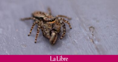 France : des araignées tropicales cachées dans des bananes effraient les clients d’un supermarché
