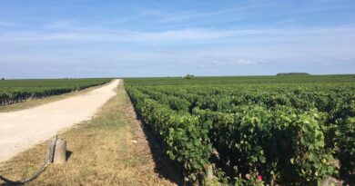 Gironde : Le plan d’arrachage « sanitaire » des vignes dans le Bordelais sera lancé en octobre