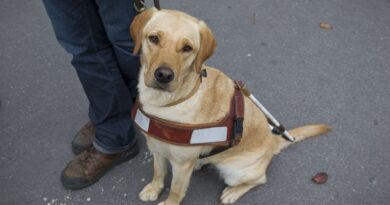 Handicap : Encore trop de refus des chiens guides d’aveugle dans les lieux publics