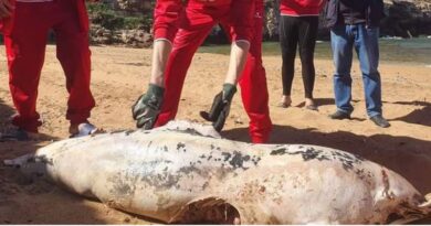 Insolite : 2 dauphins retrouvés sur deux plages à Tipaza