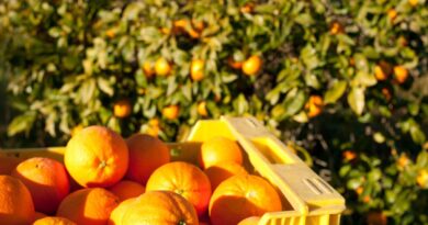 Le prix du jus d’orange en hausse de 30 %, et l’inflation n’est pas la seule responsable