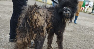 Loire-Atlantique : Une quinzaine de chiens japonais « dans un état catastrophique » retirés à une asso