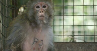 Mayenne : La réhabilitation délicate mais « réussie » du macaque Rose, après dix-sept ans en laboratoire