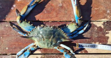 Méditerranée : Et si on mangeait le méchant crabe bleu, terreur des étangs, pour le réguler ?