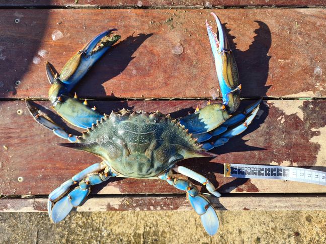 Entre le tourteau et la langouste, le crabe bleu est déjà mangé dans plusieurs pays