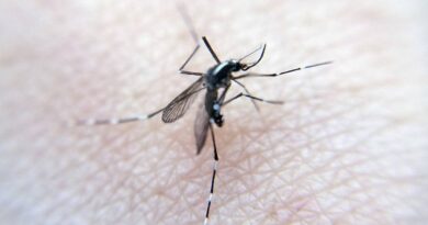 Moustique tigre : Pourquoi la France risque-t-elle des épidémies de dengue, zika et chikungunya ?