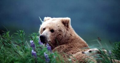 Pyrénées : La peur de l’ours réveillée après la mort d’un joggeur de 26 ans en Italie