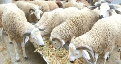 Quelque 32.000 têtes de bovins et d’ovins importées depuis février