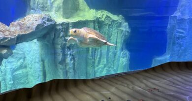 Saint-Malo : L’aquarium plonge le visiteur en immersion dans une grotte sous-marine