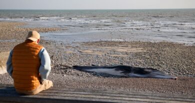 Seine-Maritime : Deux rorquals échoués en deux jours