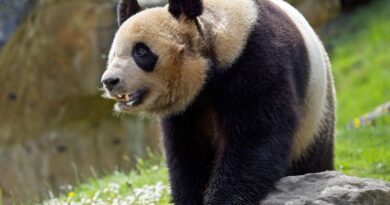 Beauval : Dernière chance de voir Yuan Meng, le premier panda né en France, avant son retour en Chine