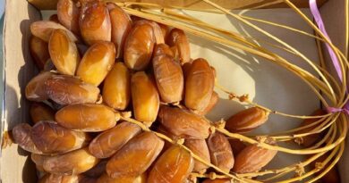 Exportations de dattes algériennes : le Gouvernement met les bouchées doubles