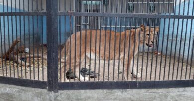 Gaza : Une lionne en cage mord mortellement un enfant de six ans