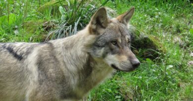Haute-Savoie : Un conducteur poursuivi pour avoir tenté d’écraser un loup