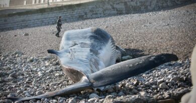 Normandie : Quel scénario pour le rorqual échoué sur une plage depuis deux semaines ?