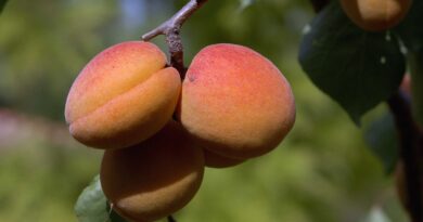 Pyrénées-Orientales : Minés par la sécheresse, les producteurs d’abricots font face à « une véritable catastrophe »