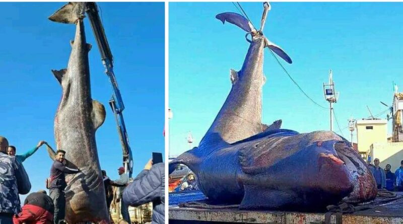 Des pêcheurs découvrent un énorme requin pèlerin dans leurs filets au port de Tipaza
