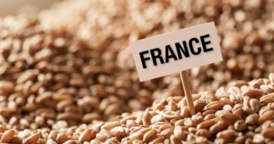 Les exportations de blé français vers l'Algérie en chute libre en 2023