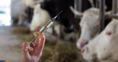 Fièvre aphteuse : 2 marchés aux bestiaux fermés suite à la propagation de l'infection