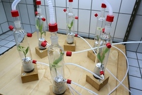 plants de maïs étudiés en laboratoire