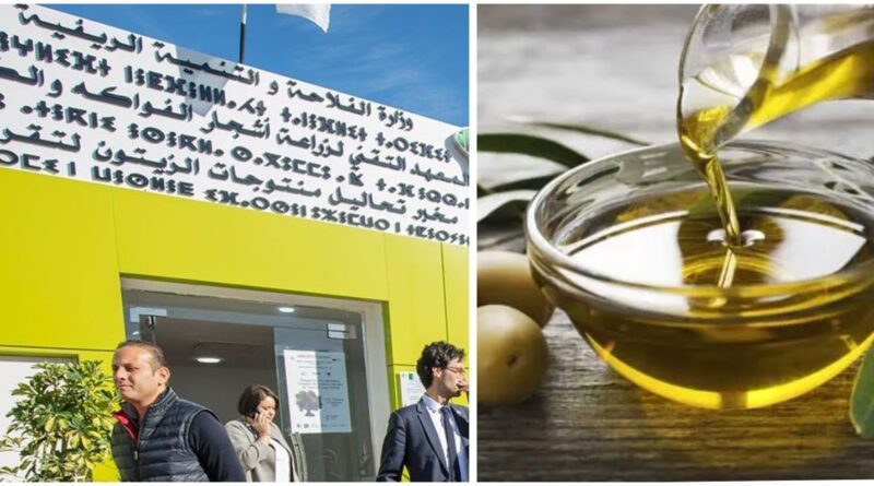 Oléiculture : Béjaia se dote d'un laboratoire d'analyse accrédité pour l'huile d'olive