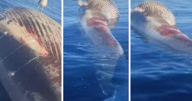 Oran : d'une imposante taille, une baleine s'échoue non loin du rivage (vidéo)
