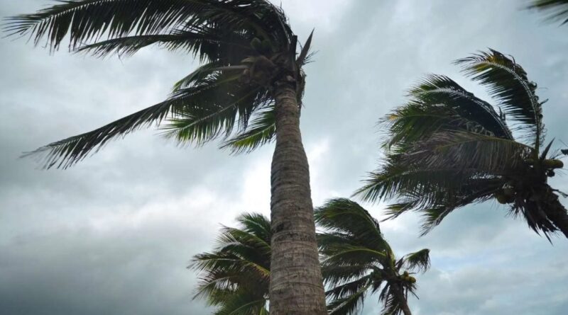 Alerte météo : vents violents jusqu'à 70 km/h et tempêtes de sable sur plusieurs wilayas